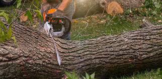 Trusted Fergus Falls, MN Tree Removal Services Experts