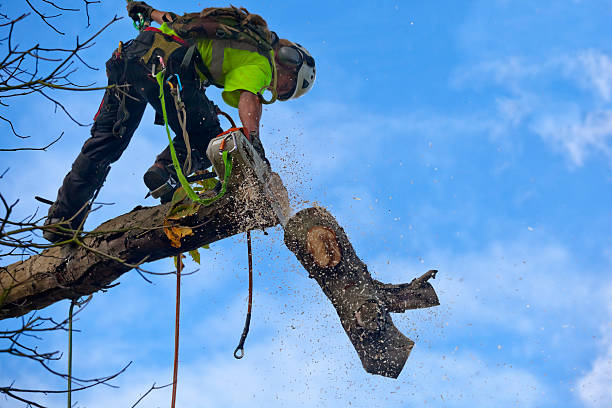 How Our Tree Care Process Works  in  Fergus Falls, MN