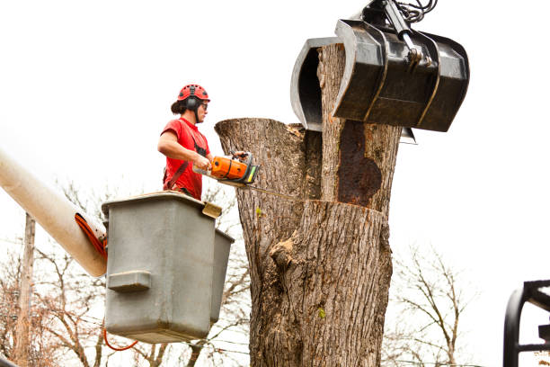 Tree and Shrub Care in Fergus Falls, MN